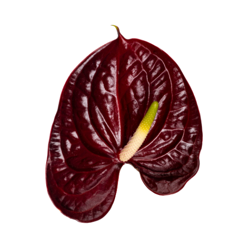 Anthuriums  Harrys Wholesale