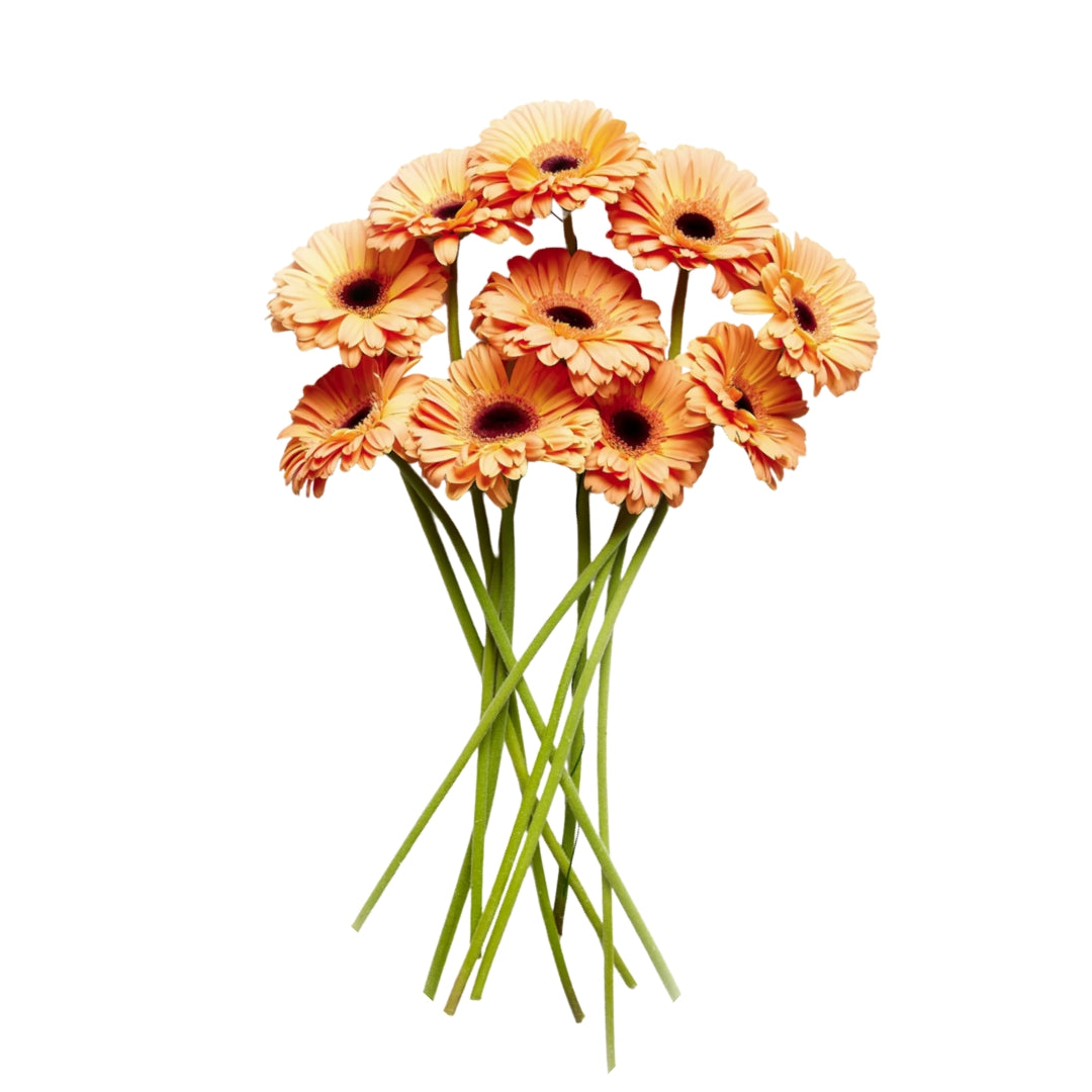 Gerbera
