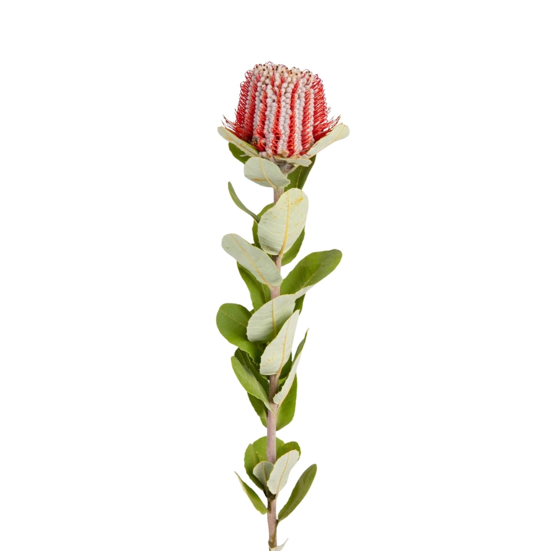 Coccinea