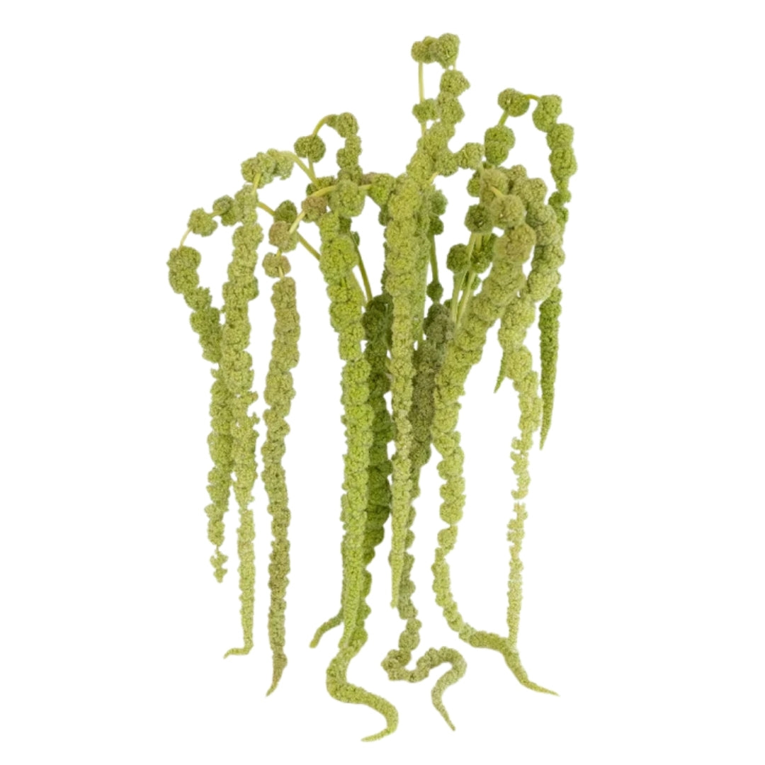 Amaranthus