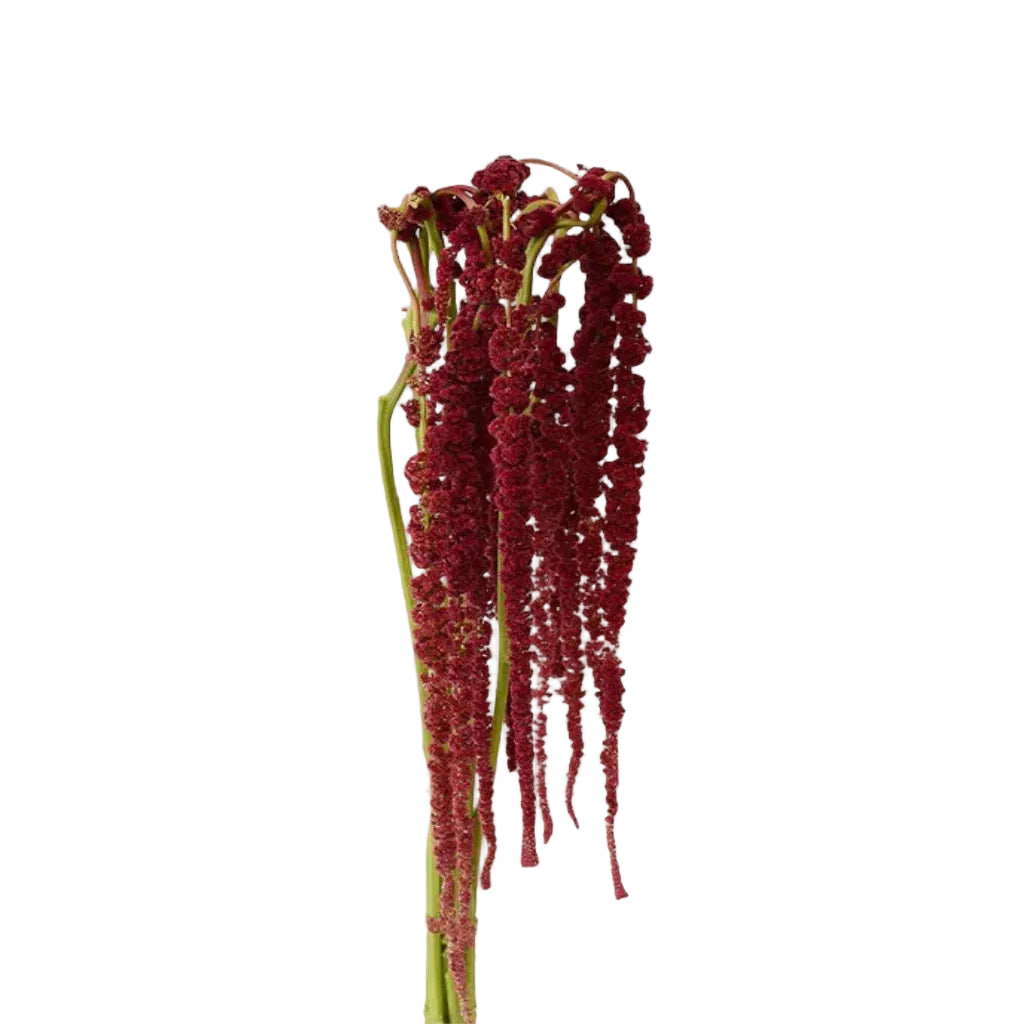 Amaranthus