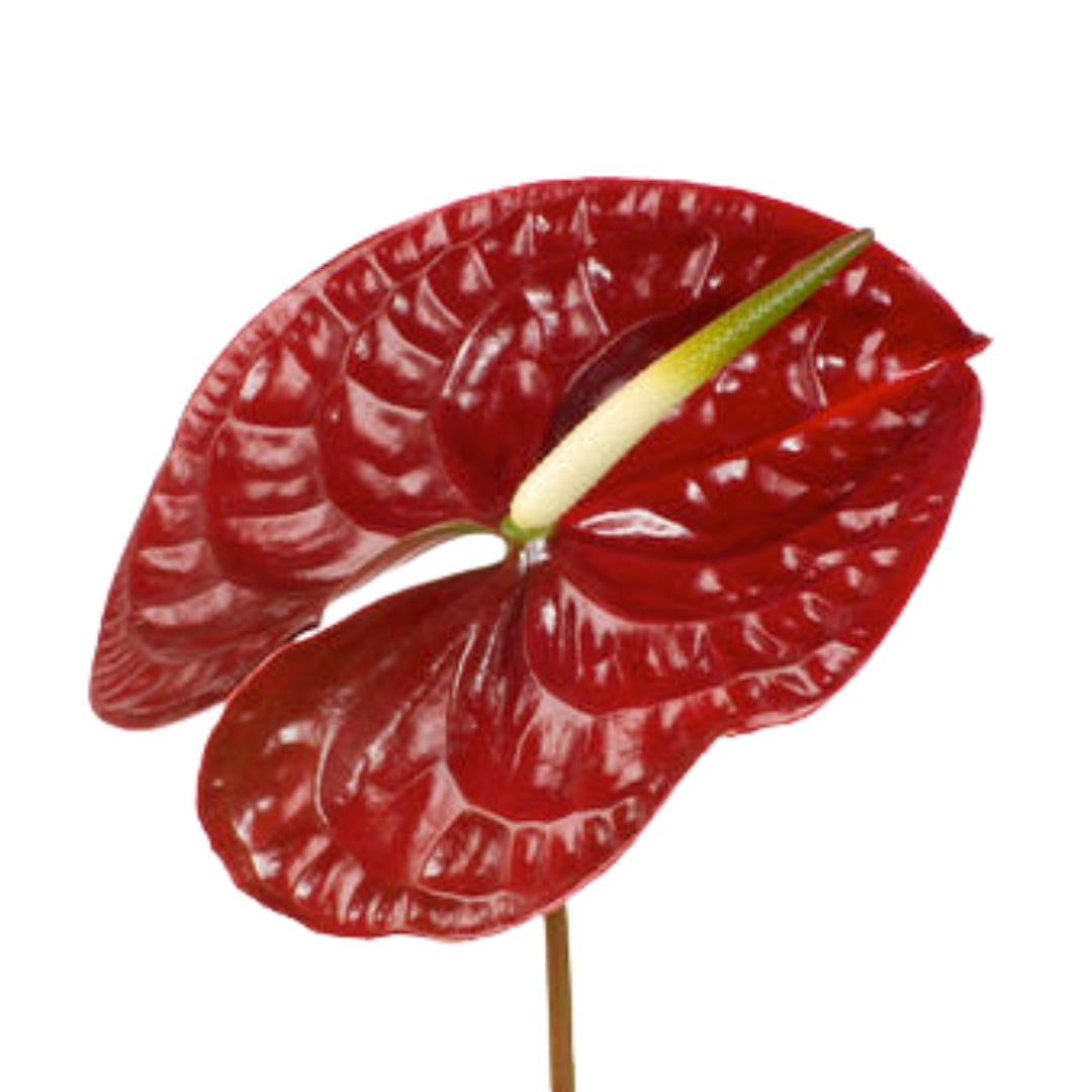 Anthuriums - Tropical Night