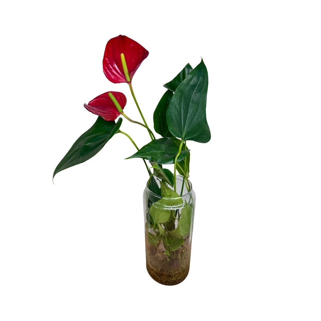 Anthurium Glass - Various Colours Available