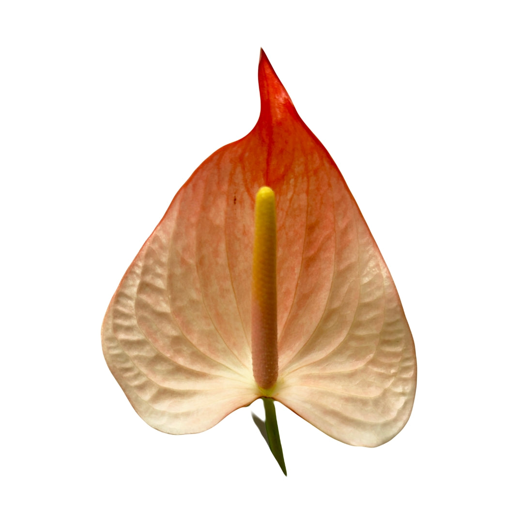 Anthuriums - Maximia Eleganca