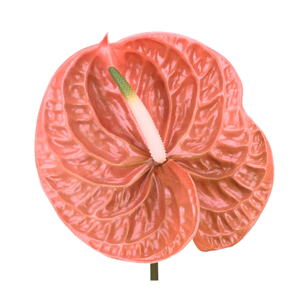 Anthuriums - Terra