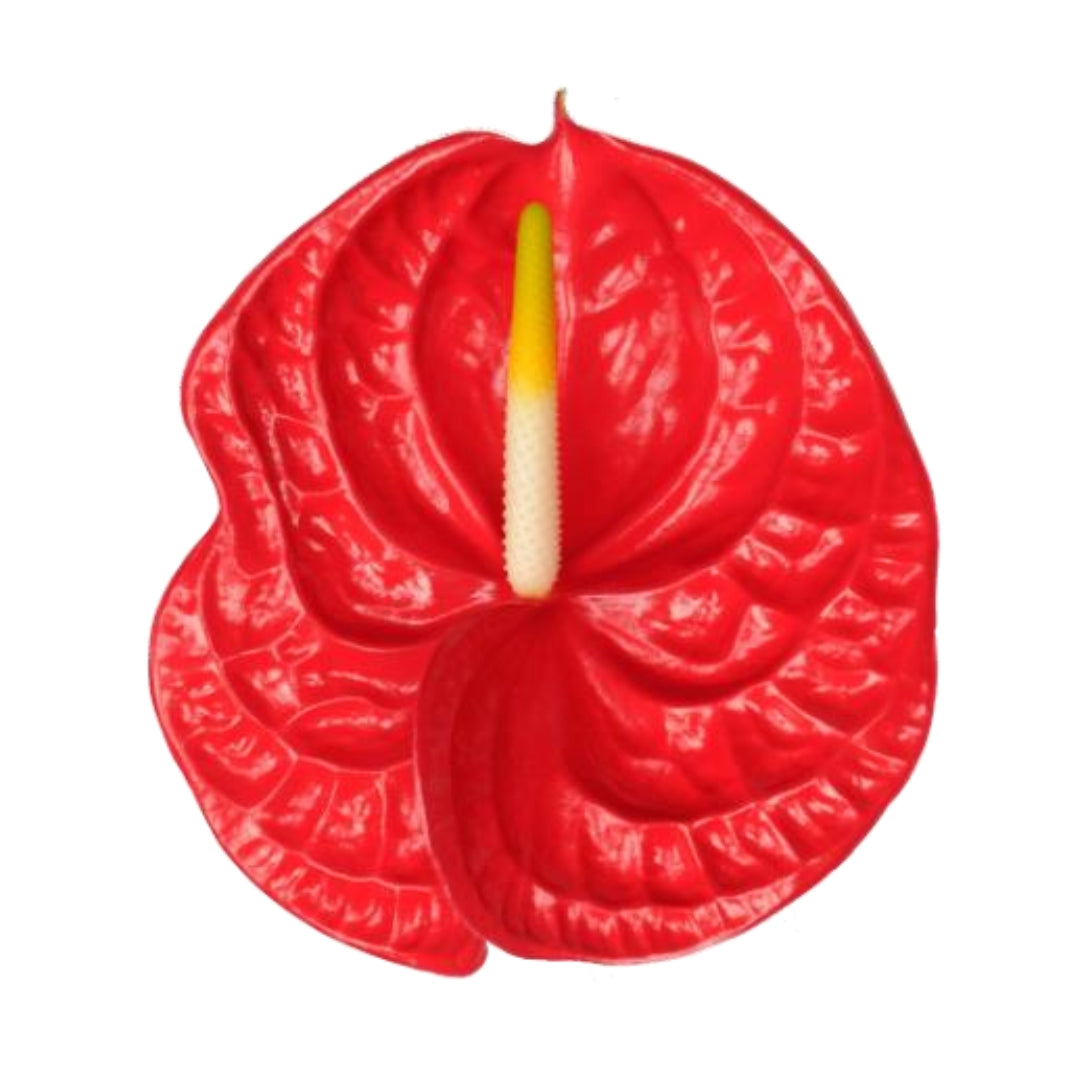 Anthuriums - Tropical Red