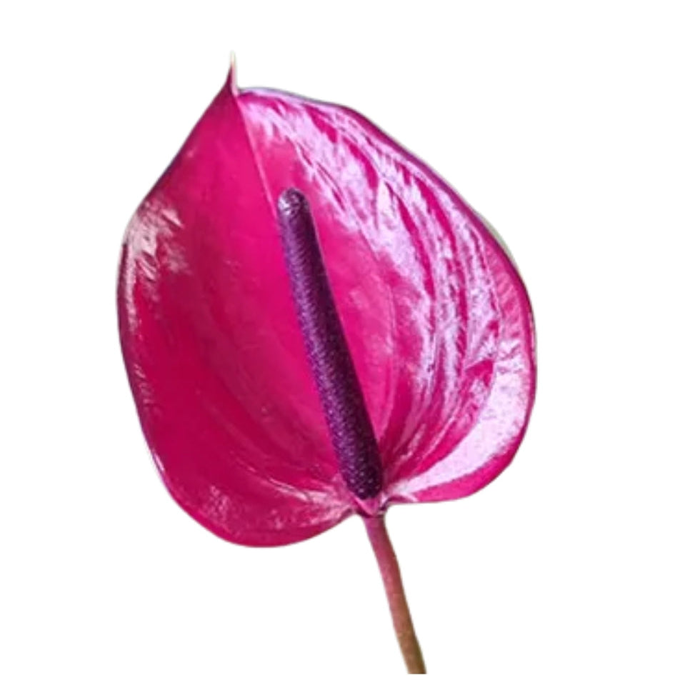 Anthuriums - Rosa