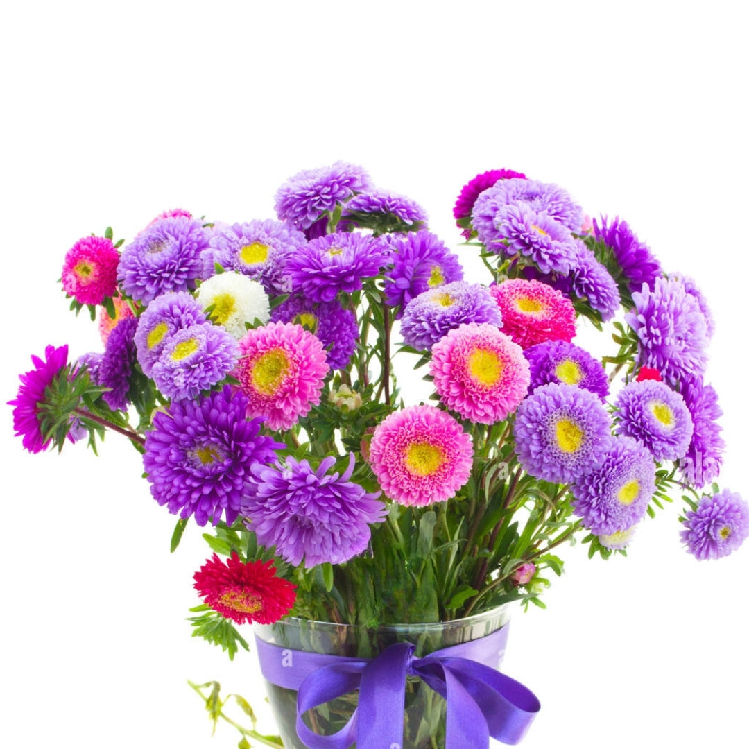Asters