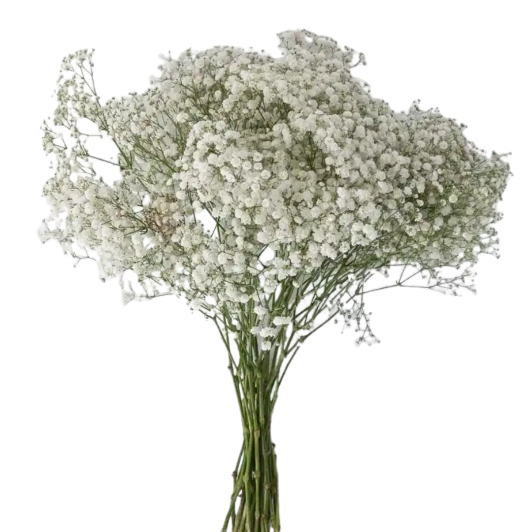 Babys Breath