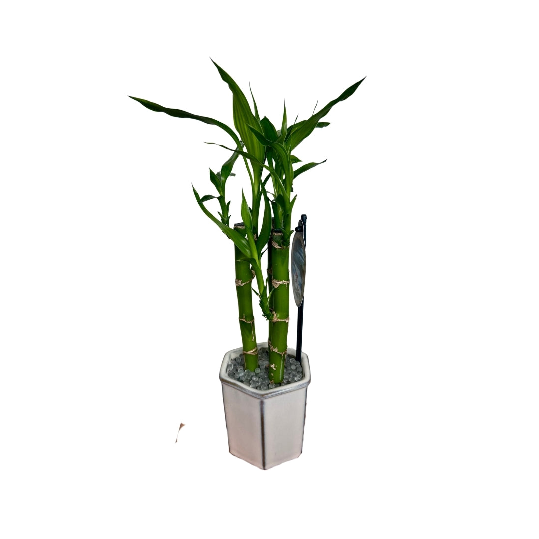 Bamboo Mini