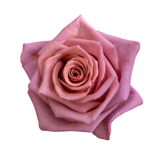 Rose Bundle - Barista