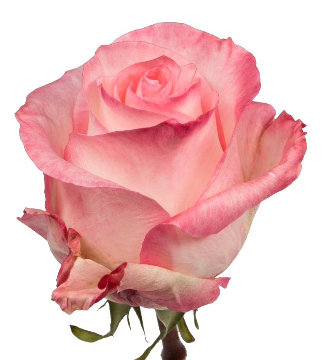 Rose Bundle - Boulevarde