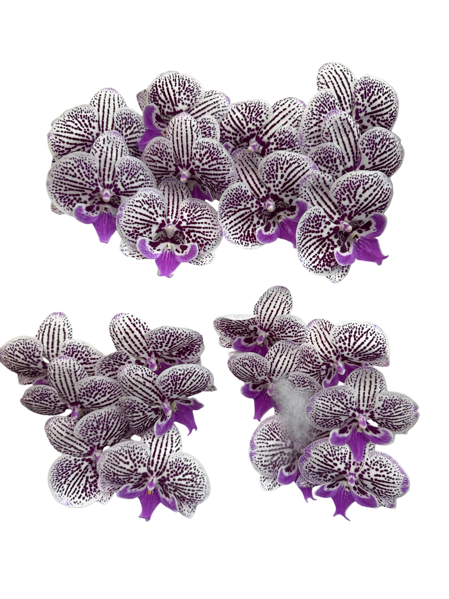 Orchid - Phalaenopsis V979