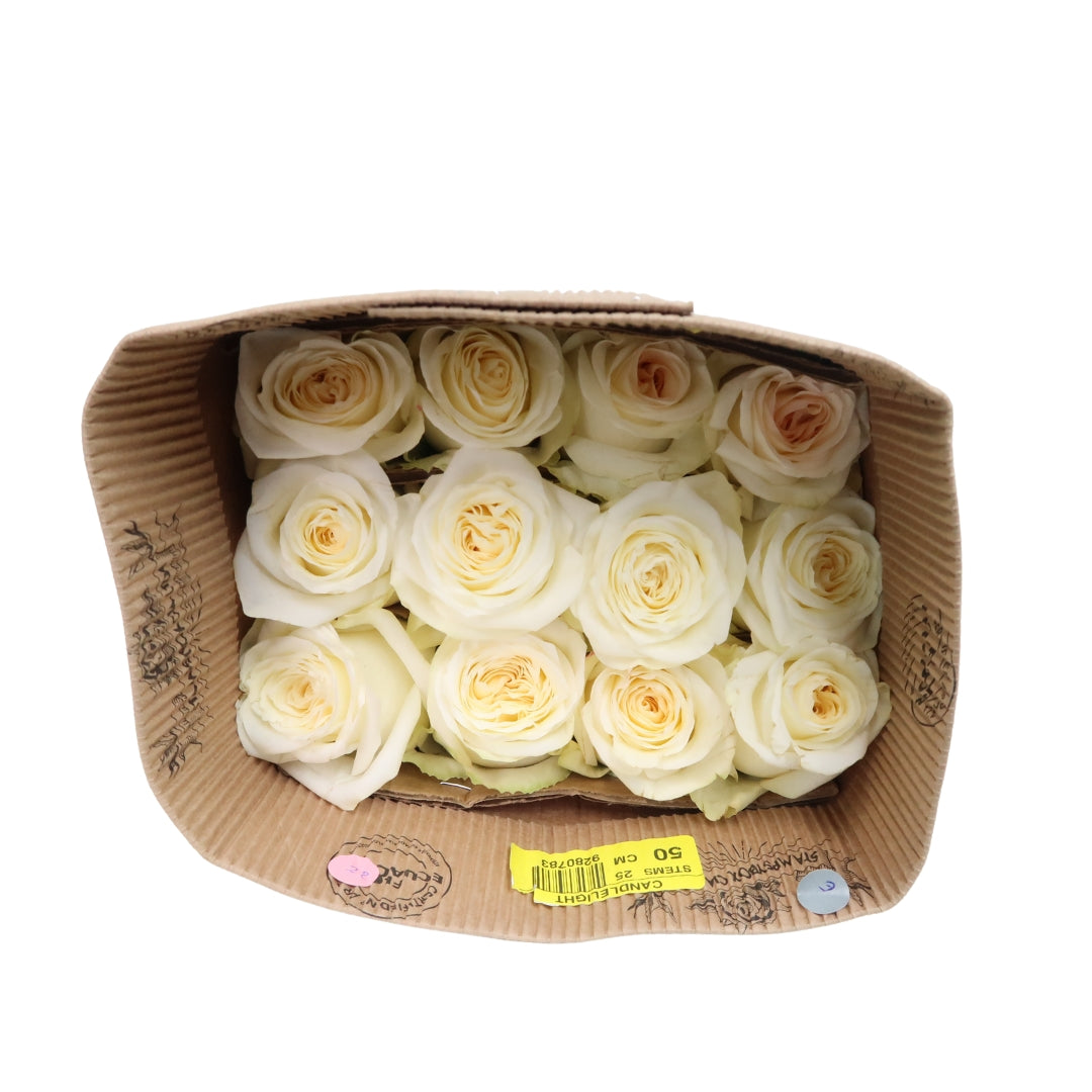 Rose Bundle - Candlelight