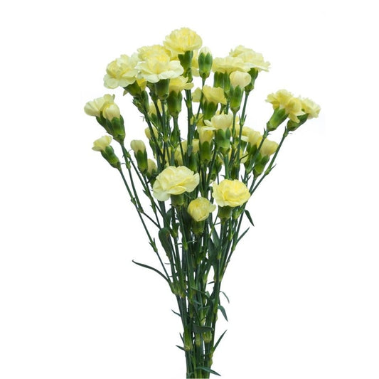 Carnations - Pixie
