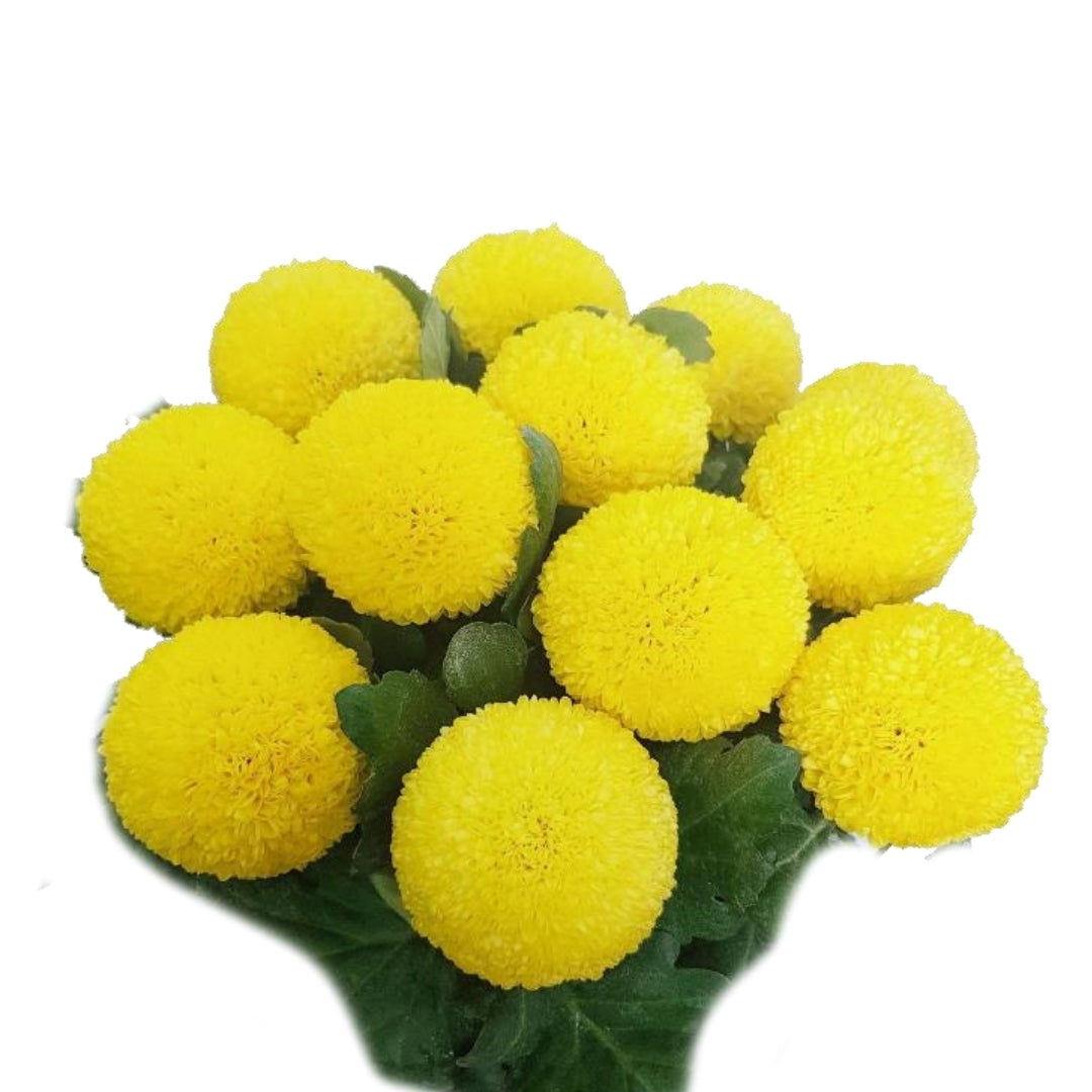 Chrysanthemums - Pom Pom