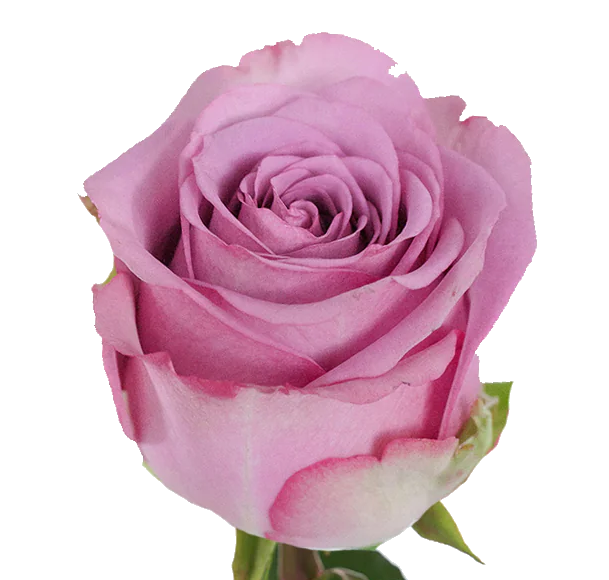 Rose Bundle - Coolwater
