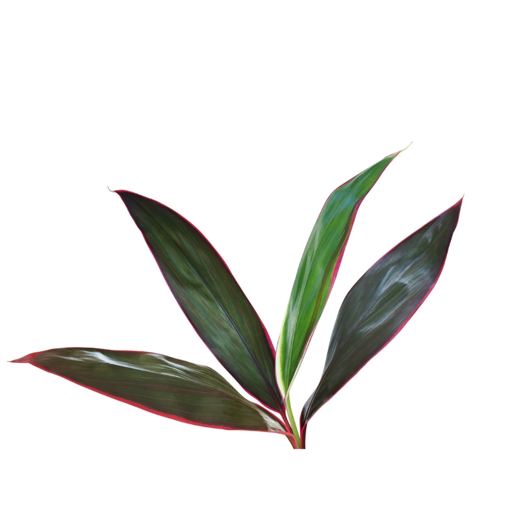 Cordyline Tops