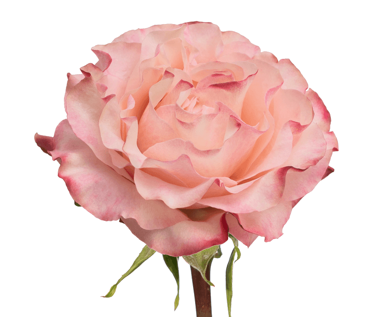 Rose Bundle - Country Candy