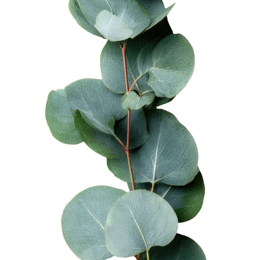 Eucalyptus Gum