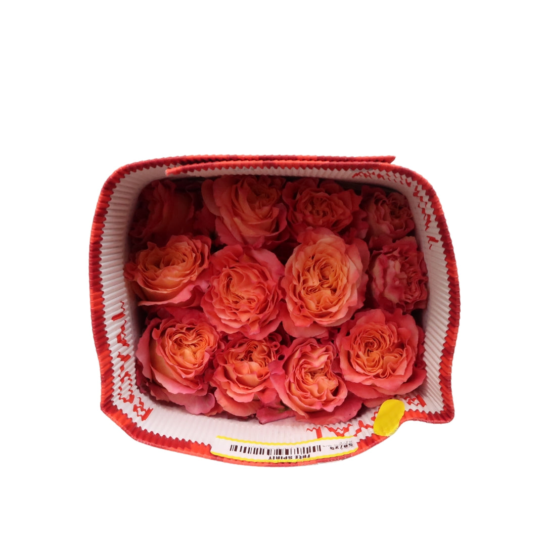 Rose Bundle - Free Spirit
