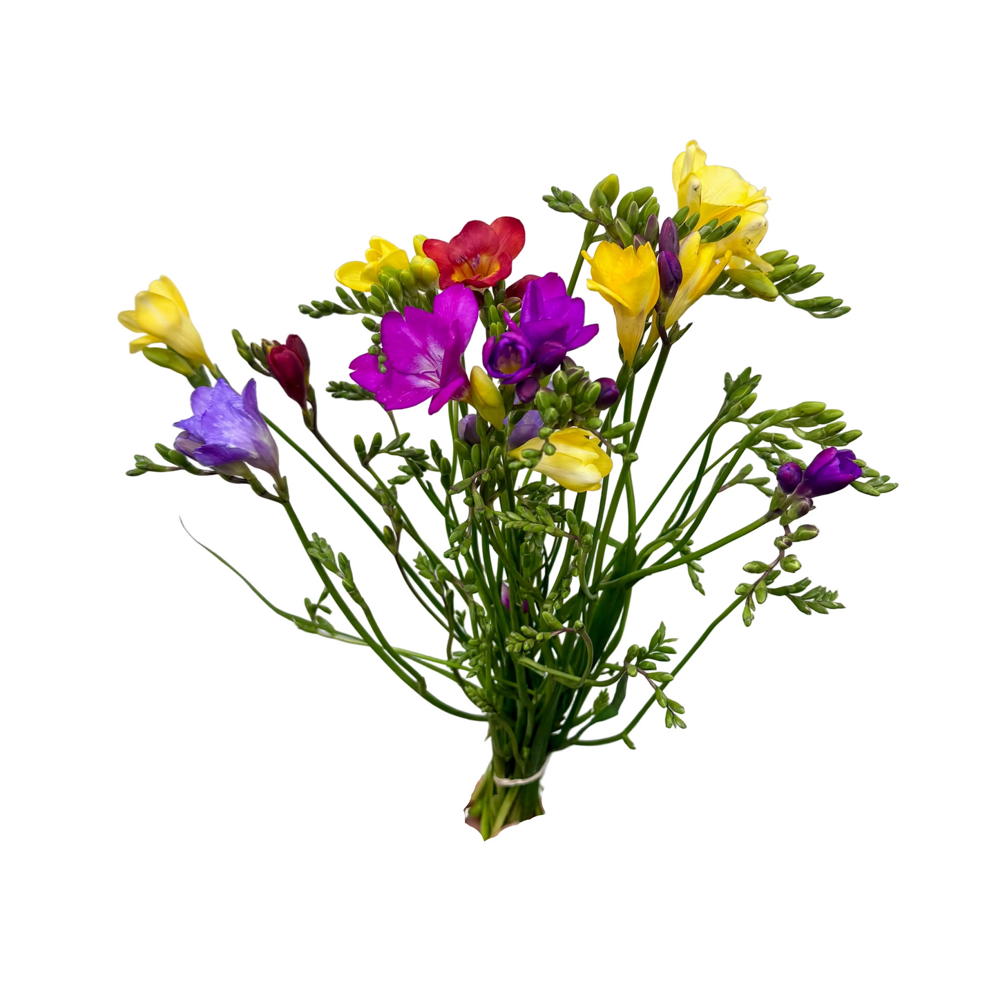 Freesia