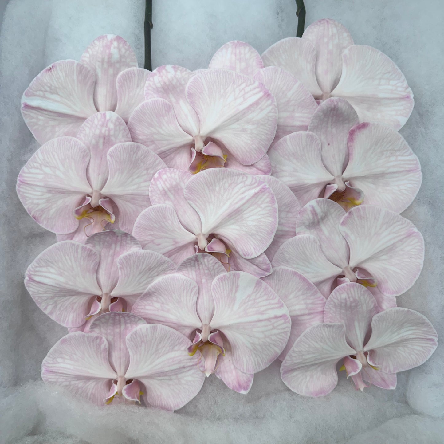 Orchid - Phalaenopsis Dyed Merlot (MSS-1)