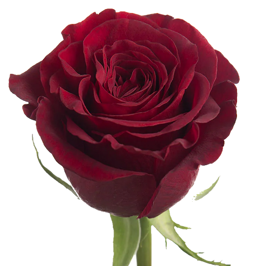 Rose Bundle - Hearts