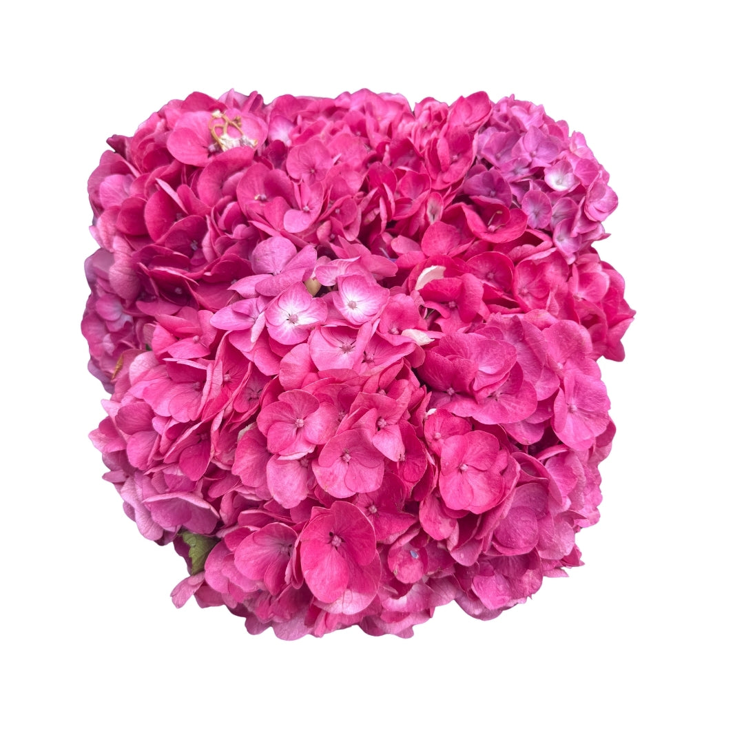 Hydrangea