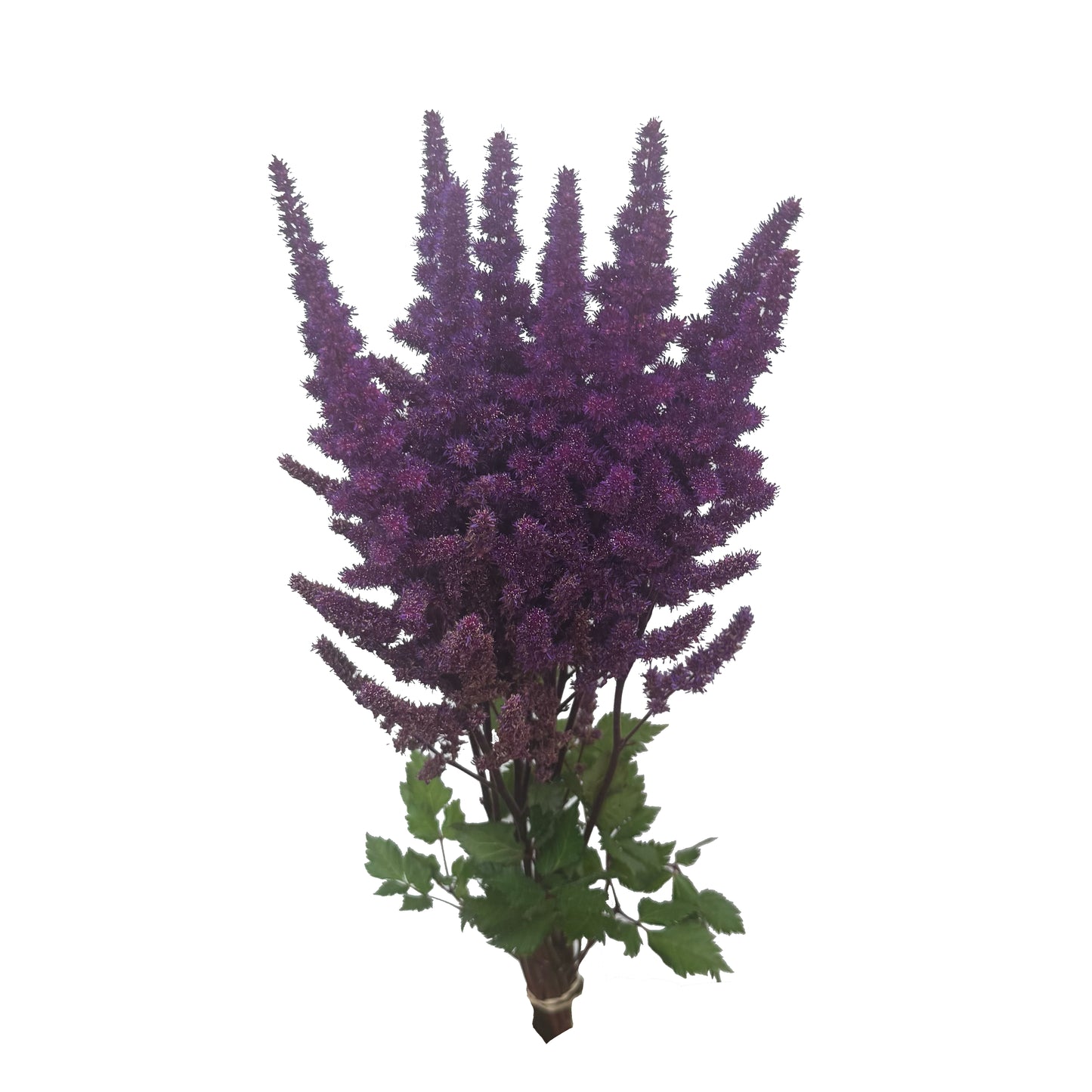 Astilbe