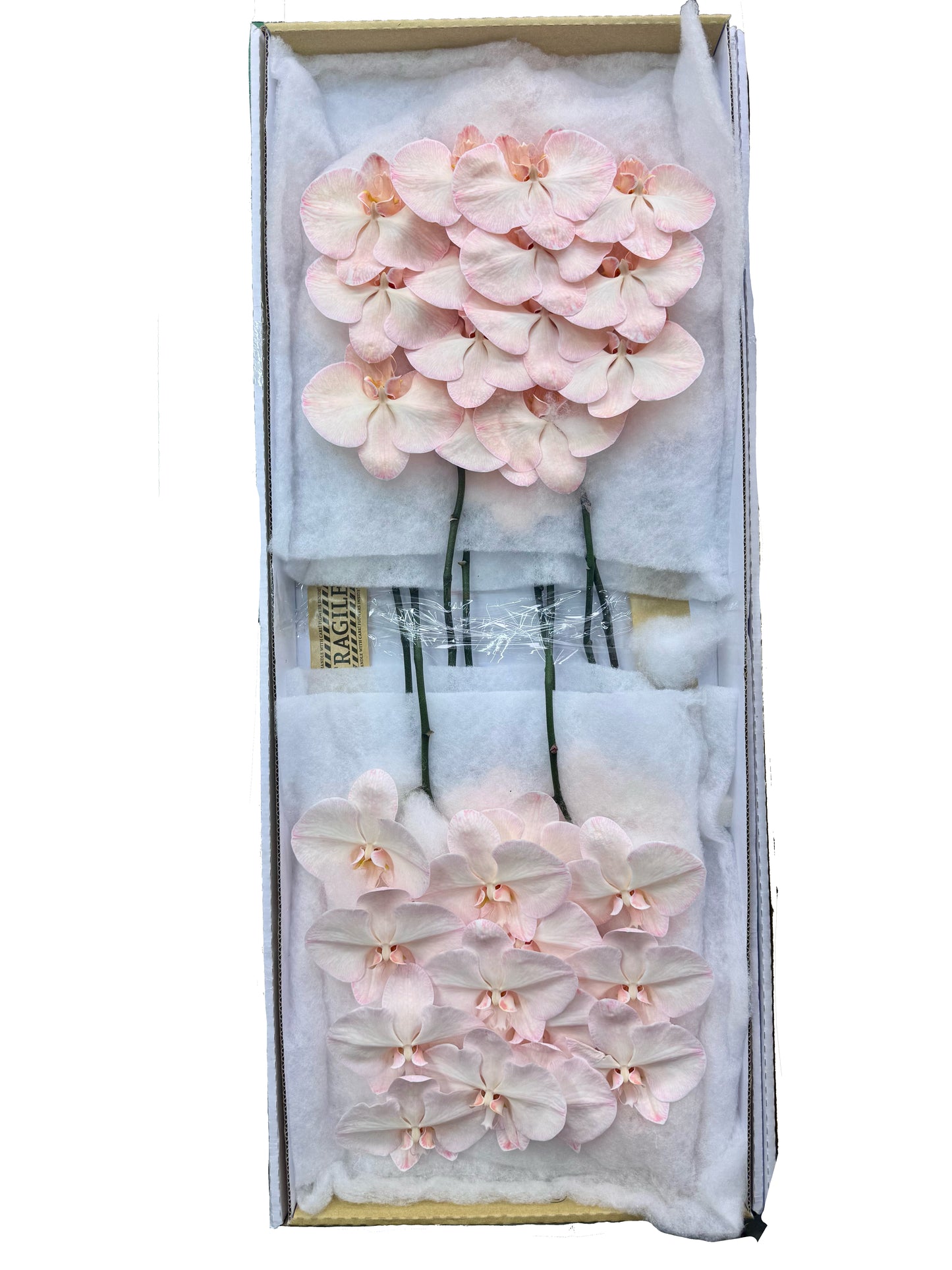 Orchid - Phalaenopsis Dyed Frozen Salmon (MSX-1)