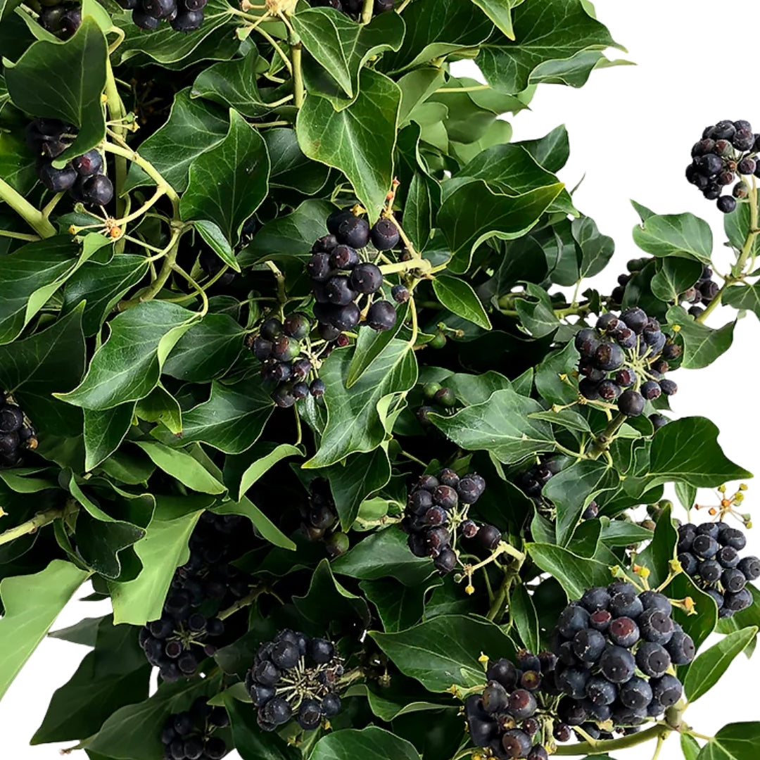 Ivy Berry