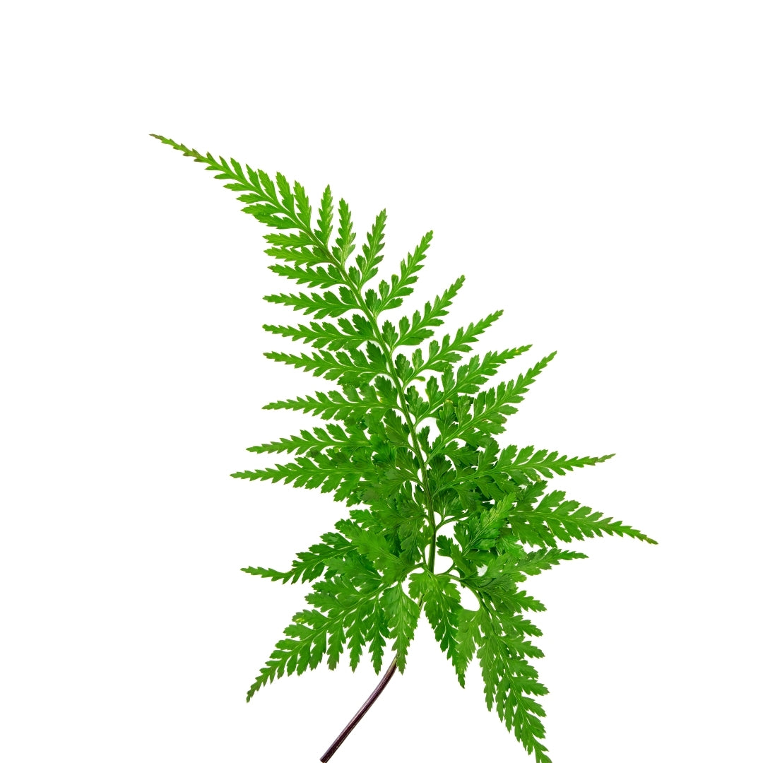 Leather Fern