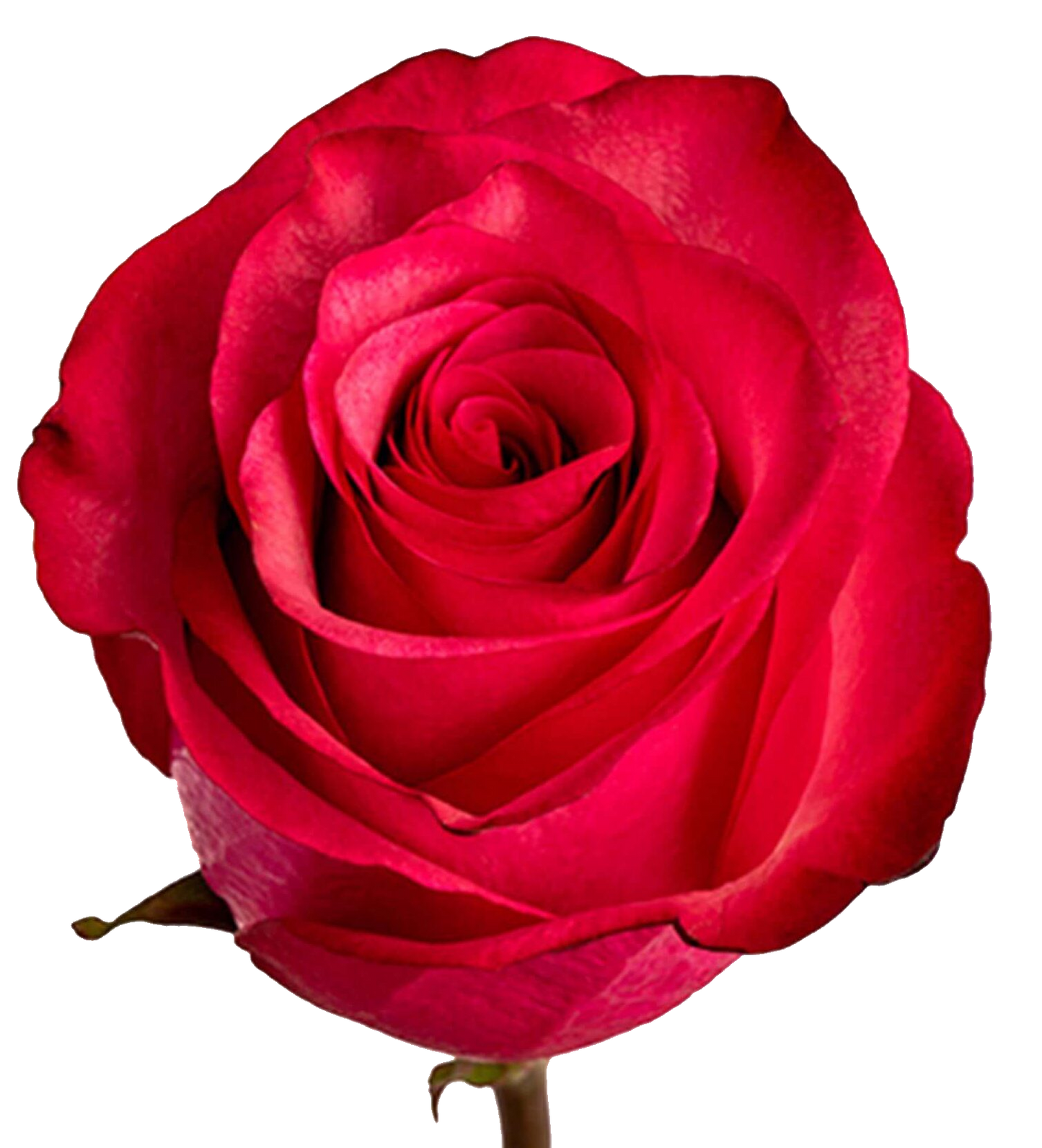 Rose Bundle - Lola