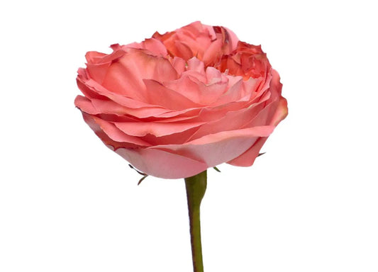 Rose Bundle - Mandarin X-Pression