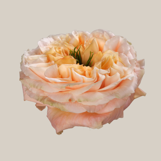 Rose Bundle - Melon X-Pression