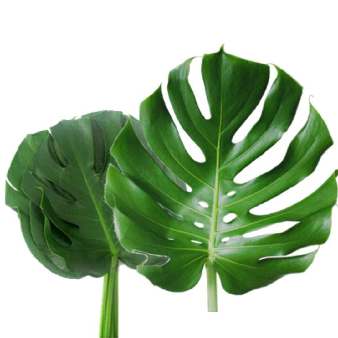 Monstera