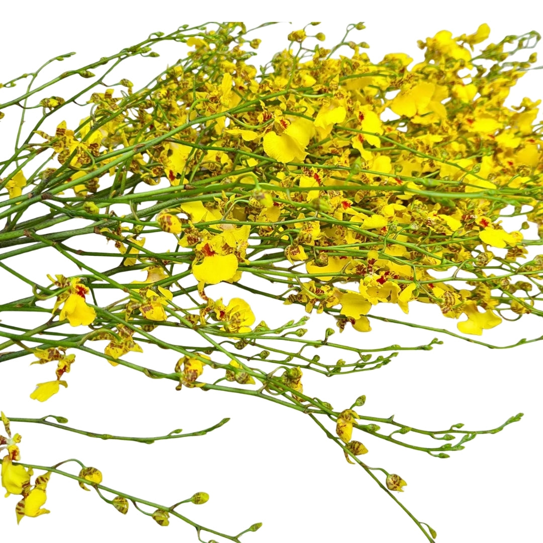 Orchid - Dancing Lady Oncidium