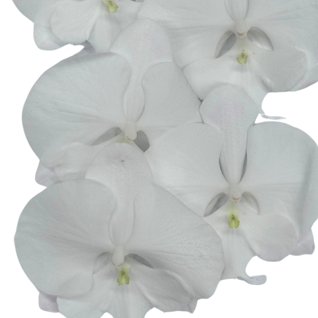 Orchid - Phalaenopsis Big Lip Crystal White