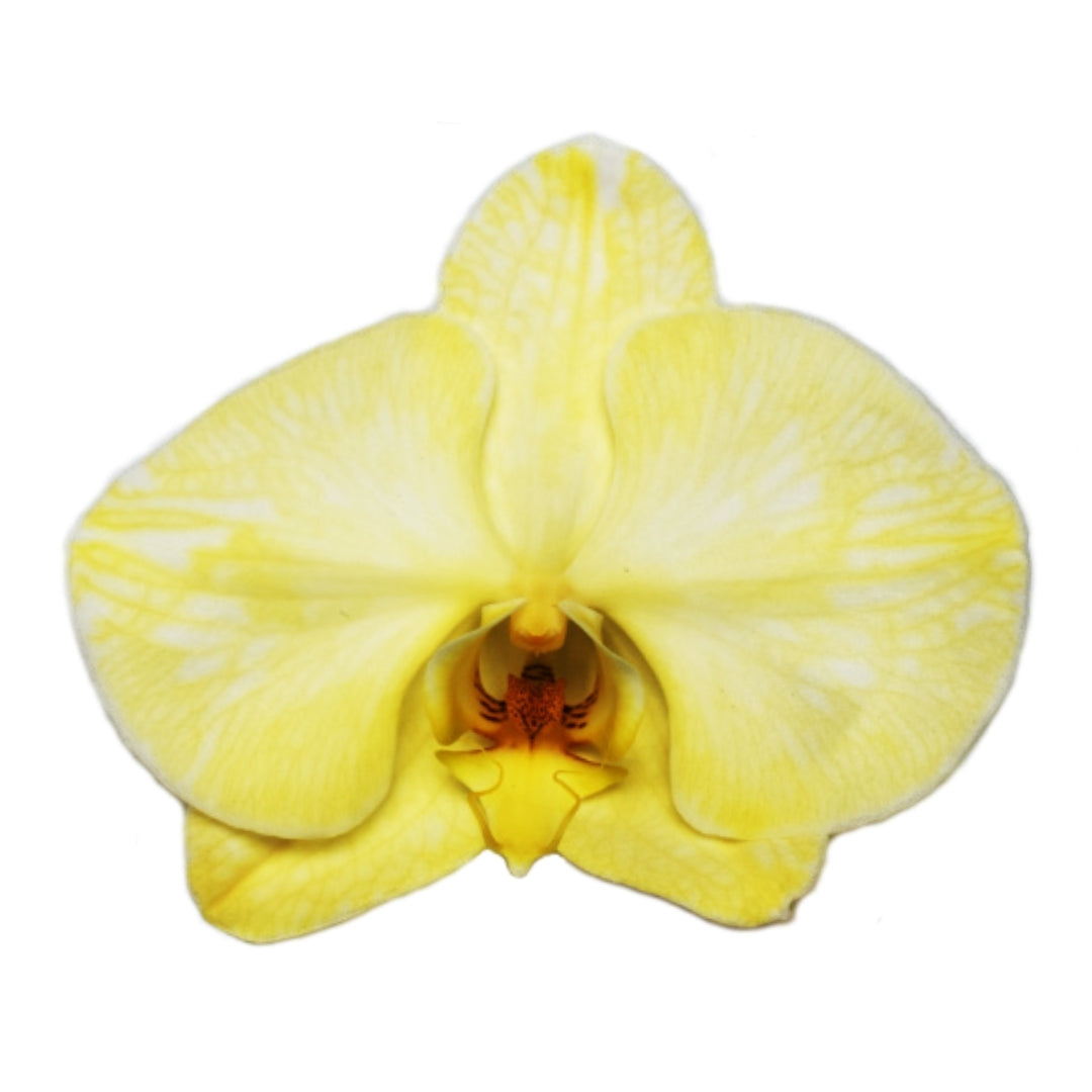 Orchid - Phalaenopsis Dyed Champagne Yellow (MSF-1)