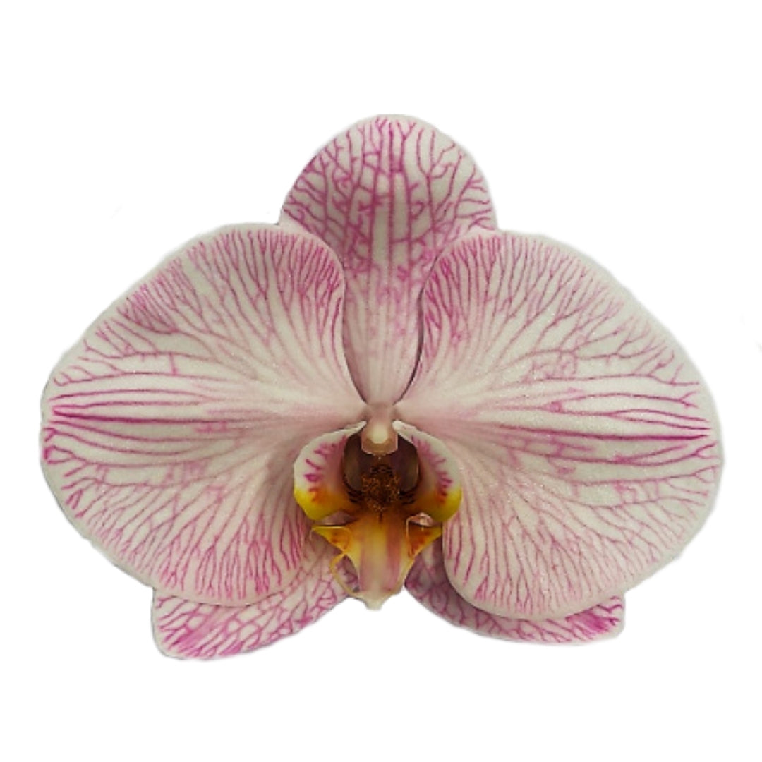 Orchid - Phalaenopsis Dyed Coral Pink (MSH-2)