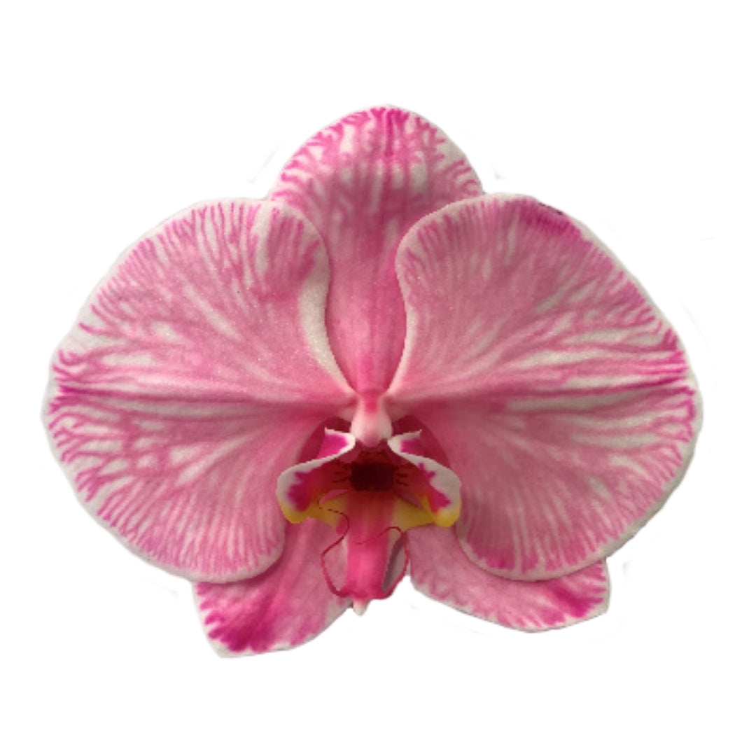 Orchid - Phalaenopsis Dyed Old Rose (MSL-1)