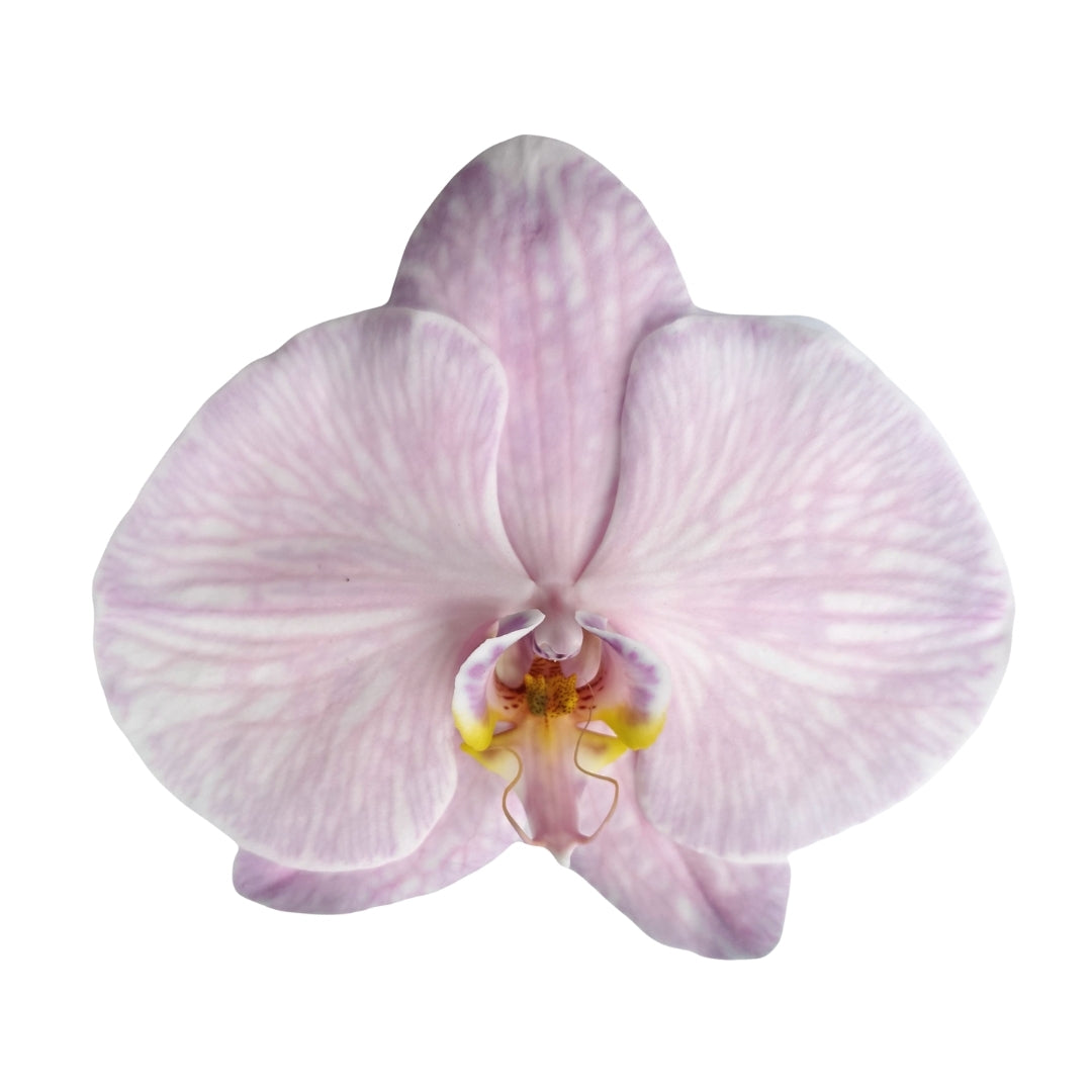 Orchid - Phalaenopsis Dyed Pale Lilac (MSN-1)