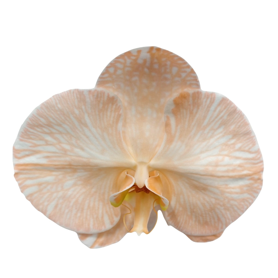 Orchid - Phalaenopsis Dyed Pumpkin