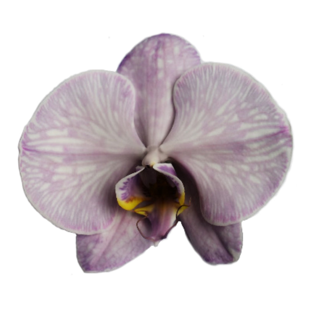 Orchid - Phalaenopsis Dyed Purple Haze (MSV-1)
