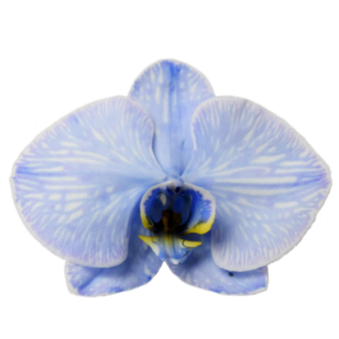 Orchid - Phalaenopsis Dyed Wedgewood Blue (MSE-2)