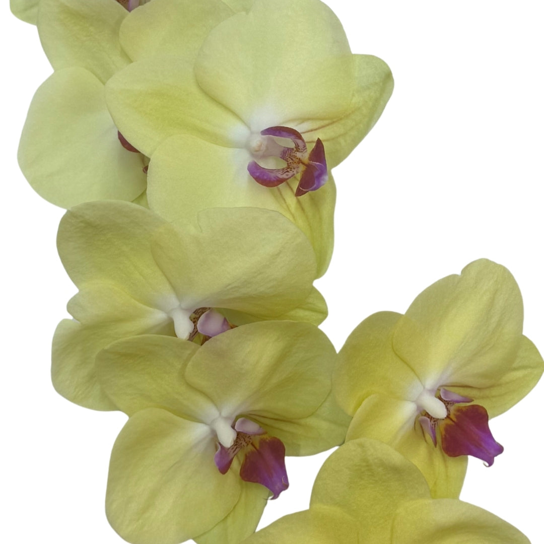 Orchid - Phalaenopsis Fullers Sunset