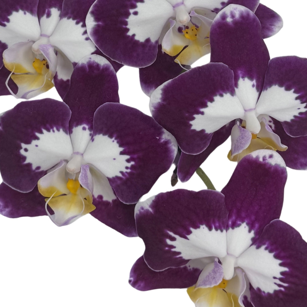 Orchid - Phalaenopsis L065