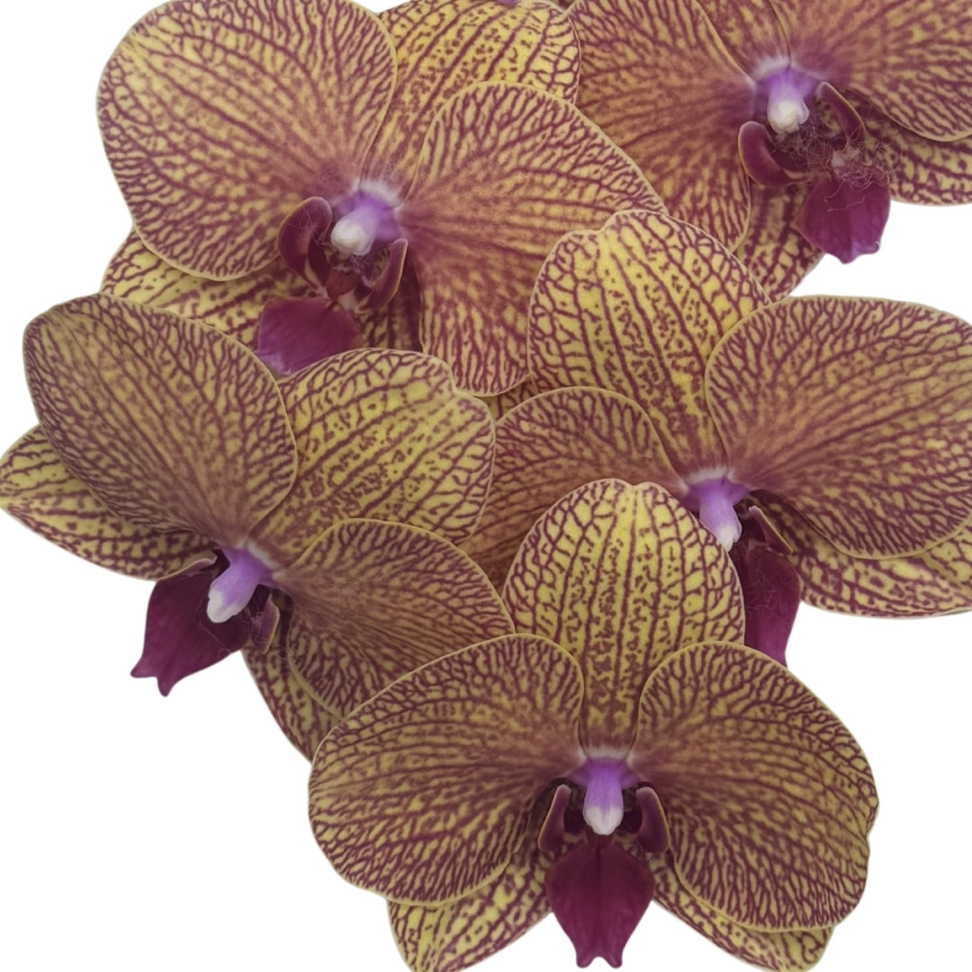 Orchid - Phalaenopsis Medium Yellow Stripe