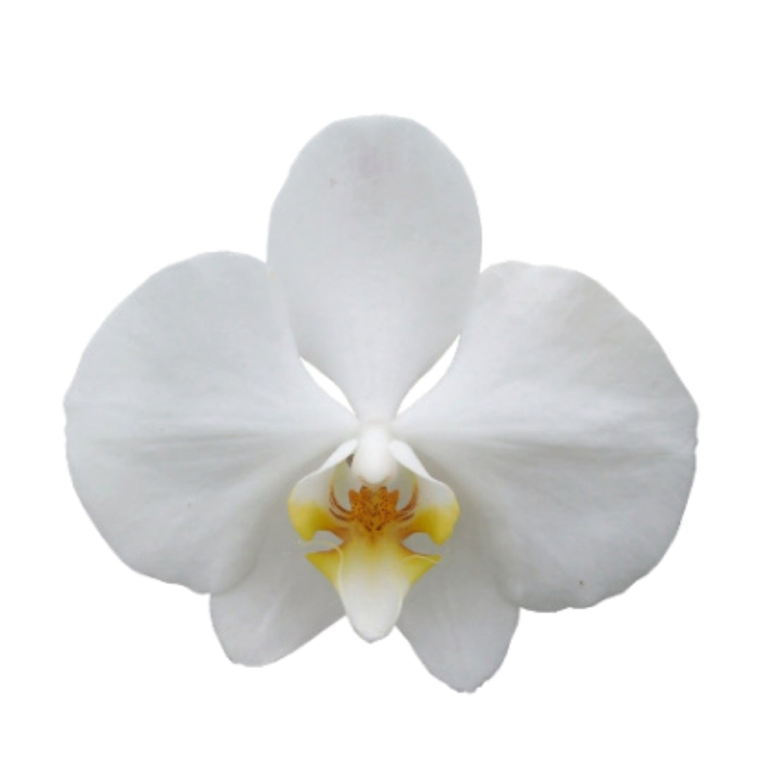 Orchid - Phalaenopsis White